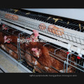 A Type Chicken Layer Cage Chicken cage for Tropical Climate